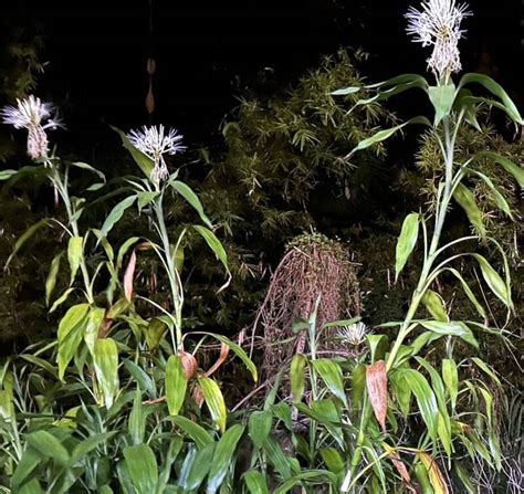 萬年青會開花嗎|種20年4株萬年青首開花代表「事事如意」 民俗專家這樣說 